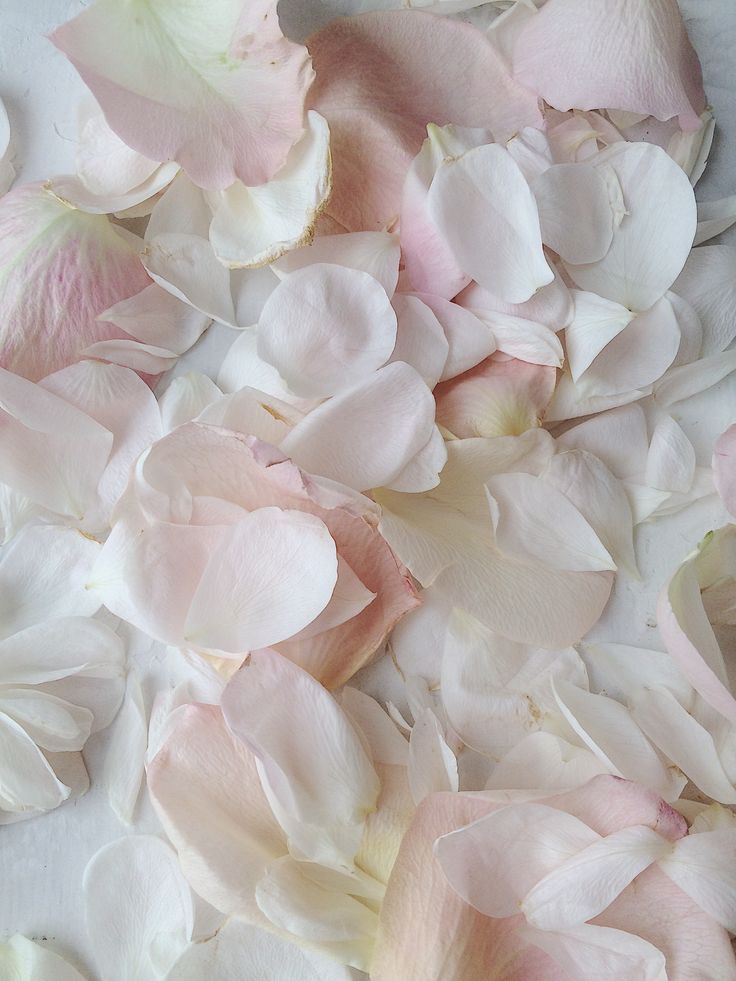 Aisle Petals